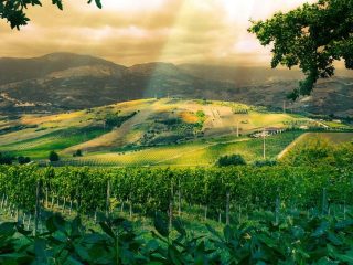 Beyond ownership : CLOS CIEN, a journey of stewardship and elite winemaking