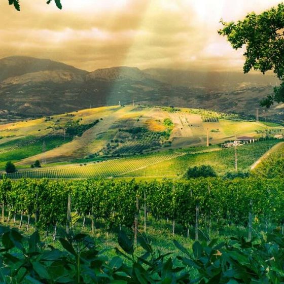 Beyond ownership : CLOS CIEN, a journey of stewardship and elite winemaking
